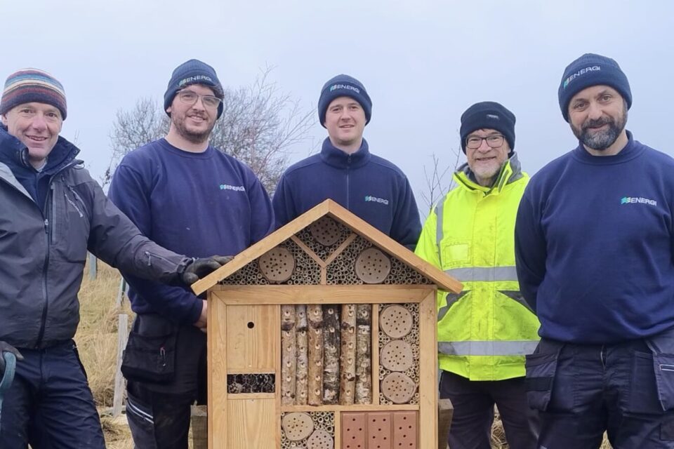 Bugs, Bees and Trees